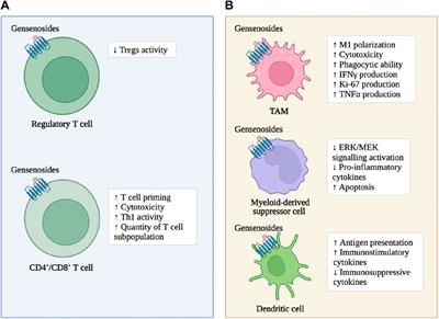 Ginsenosides: an immunomodulator for the treatment of colorectal cancer